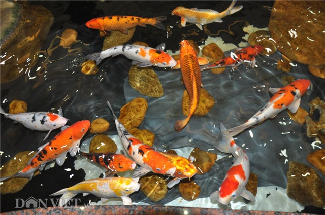 cá koi, cá quý, Hà Nội, cá Koi Nhật Bản, cá vua, cá quý hiếm