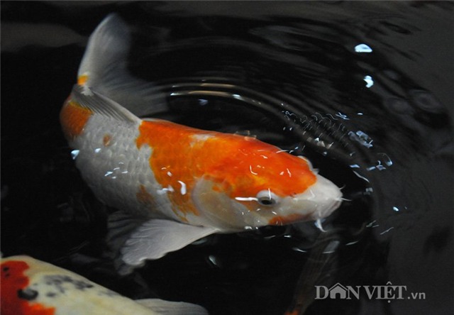 cá koi, cá quý, Hà Nội, cá Koi Nhật Bản, cá vua, cá quý hiếm