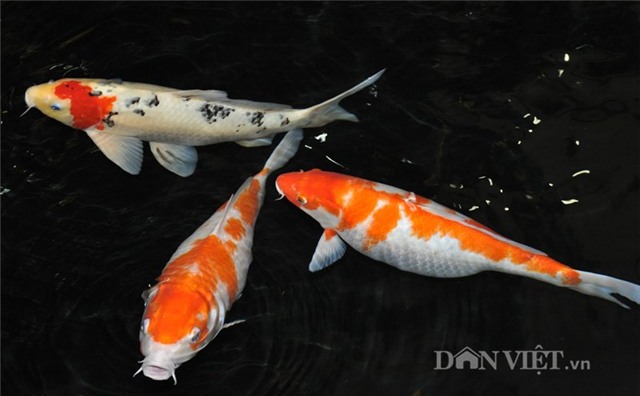 cá koi, cá quý, Hà Nội, cá Koi Nhật Bản, cá vua, cá quý hiếm