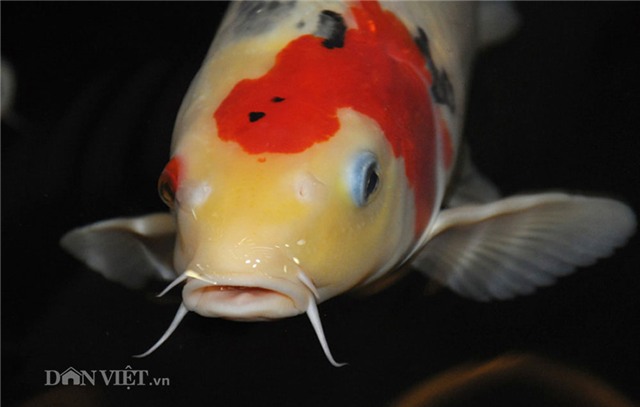 cá koi, cá quý, Hà Nội, cá Koi Nhật Bản, cá vua, cá quý hiếm