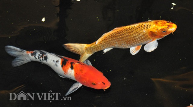 cá koi, cá quý, Hà Nội, cá Koi Nhật Bản, cá vua, cá quý hiếm