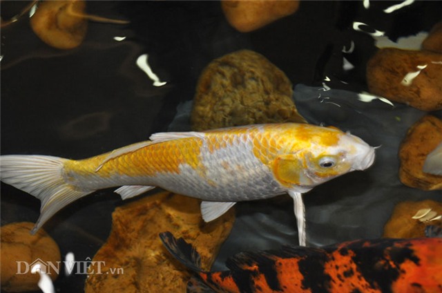 cá koi, cá quý, Hà Nội, cá Koi Nhật Bản, cá vua, cá quý hiếm