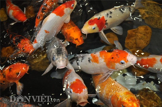 cá koi, cá quý, Hà Nội, cá Koi Nhật Bản, cá vua, cá quý hiếm