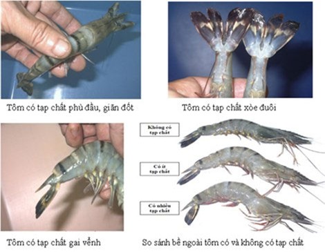 nguoi nuoi chia se bi quyet nhan biet tom bom tap chat hinh anh 1