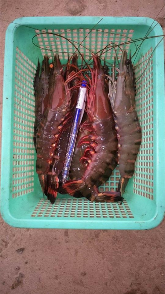 nguoi nuoi chia se bi quyet nhan biet tom bom tap chat hinh anh 2