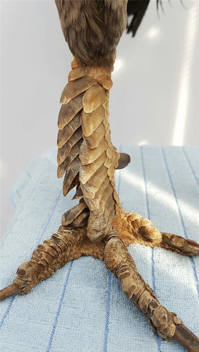 gà vảy rồng, gà chân vảy rồng, gà nòi vảy rồng, gà quý, gà hiếm, gà độc lạ