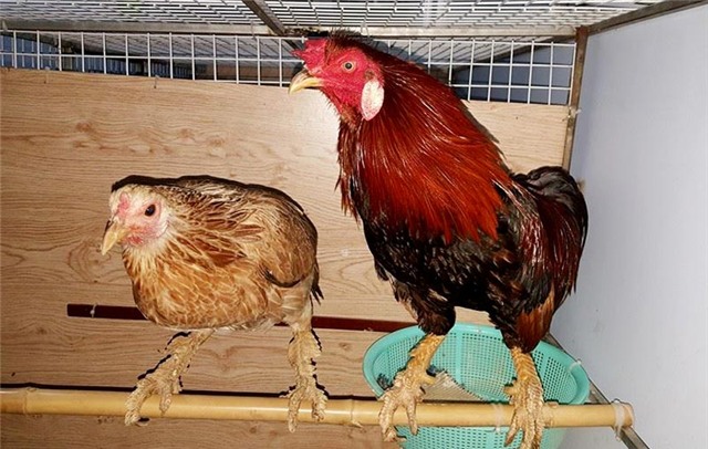 gà vảy rồng, gà chân vảy rồng, gà nòi vảy rồng, gà quý, gà hiếm, gà độc lạ