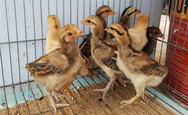 gà vảy rồng, gà chân vảy rồng, gà nòi vảy rồng, gà quý, gà hiếm, gà độc lạ