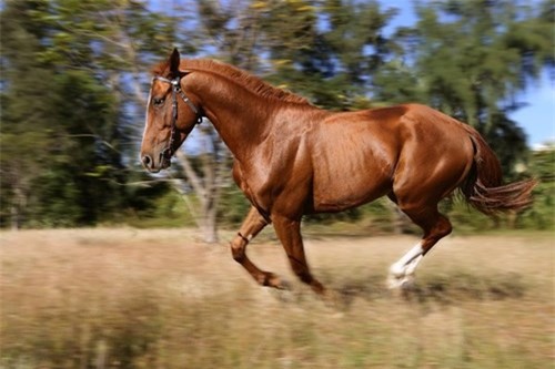 khải silk, đại gia, thú chơi, lâu đài, đồng hồ, xe ô tô