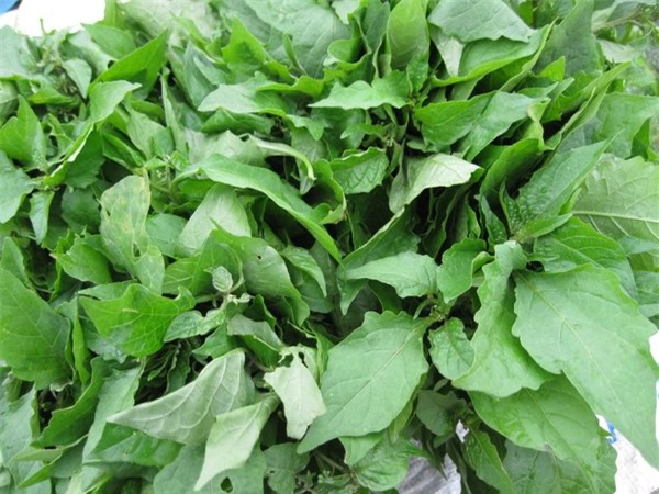 nhung-loai-rau-dai-dac-san