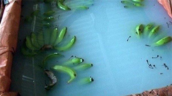 Thuốc diệt cỏ này có chứa một hàm lượng chất độc dioxin. Đây chính là loại chất mà Mỹ đã dùng trong chiến tranh với Việt Nam để làm cho cây cối bị rụng lá và chết.