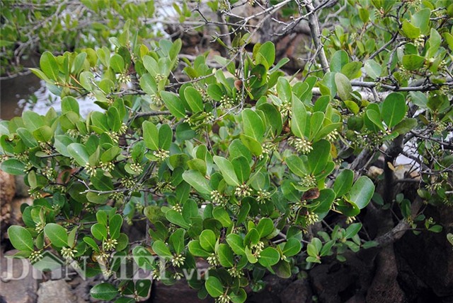 cay coc hong doc nhat vo nhi tien ty khong mua duoc hinh anh 1