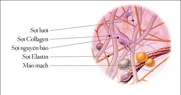 bổ sung collagen