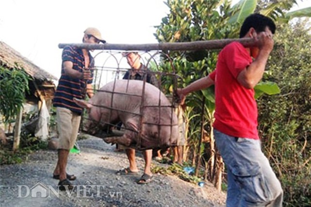 Bị thương lái Trung Quốc lừa, nông dân khóc vì lợn siêu mỡ-1