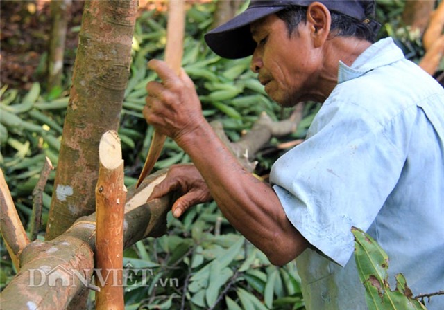 “tu doc dac san" noi tieng dat quang ngai hinh anh 3