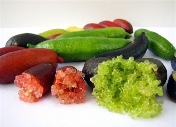 chanh ngón tay, chanh siêu lạ, nhà giàu việt, chanh Việt Nam, chanh ngón tay thái lan