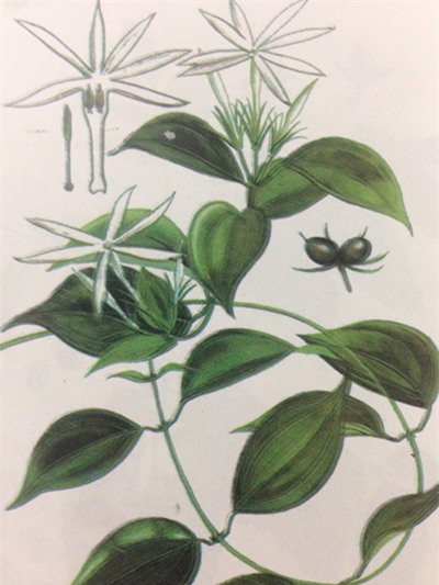 ham uong che vang sau sinh: coi chung mat sua! - 3