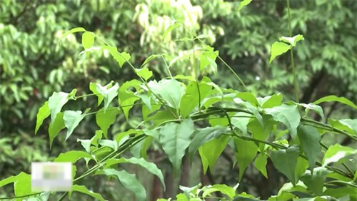 ham uong che vang sau sinh: coi chung mat sua! - 5