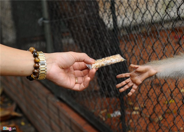 Vuon bach thu Ha Noi dip le gio To dong nghet hinh anh 9