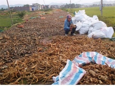 dược liệu quý, Nam dược