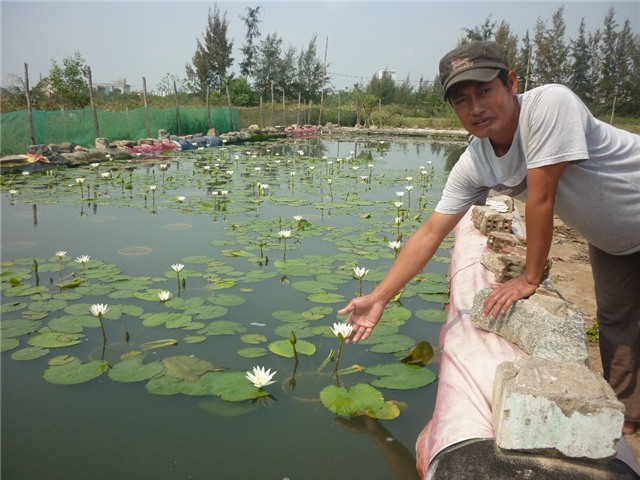 Anh Quốc bên hồ hoa súng của mình