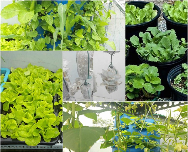 Vườn rau sân thượng của ông bố trẻ cho vợ ngắm, con xơi-1