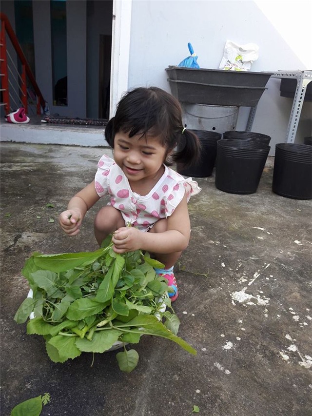 Vườn rau sân thượng của ông bố trẻ cho vợ ngắm, con xơi-10