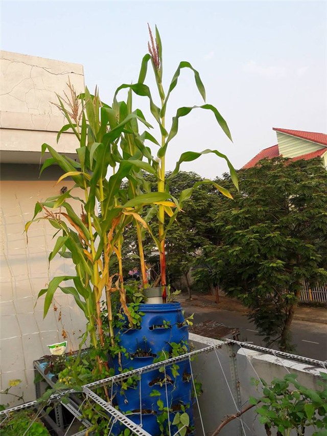 Vườn rau sân thượng của ông bố trẻ cho vợ ngắm, con xơi-12