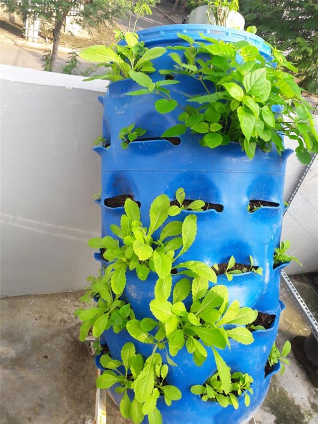 Vườn rau sân thượng của ông bố trẻ cho vợ ngắm, con xơi-14