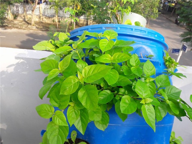 Vườn rau sân thượng của ông bố trẻ cho vợ ngắm, con xơi-16