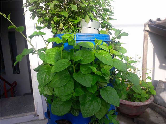 Vườn rau sân thượng của ông bố trẻ cho vợ ngắm, con xơi-17