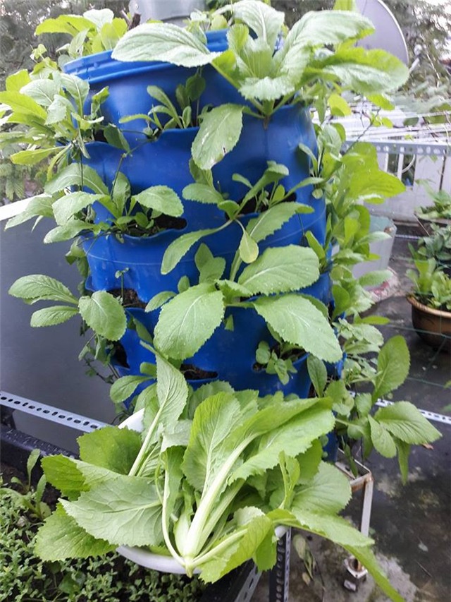 Vườn rau sân thượng của ông bố trẻ cho vợ ngắm, con xơi-18