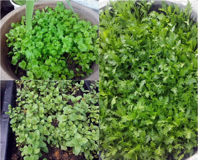 Vườn rau sân thượng của ông bố trẻ cho vợ ngắm, con xơi-3