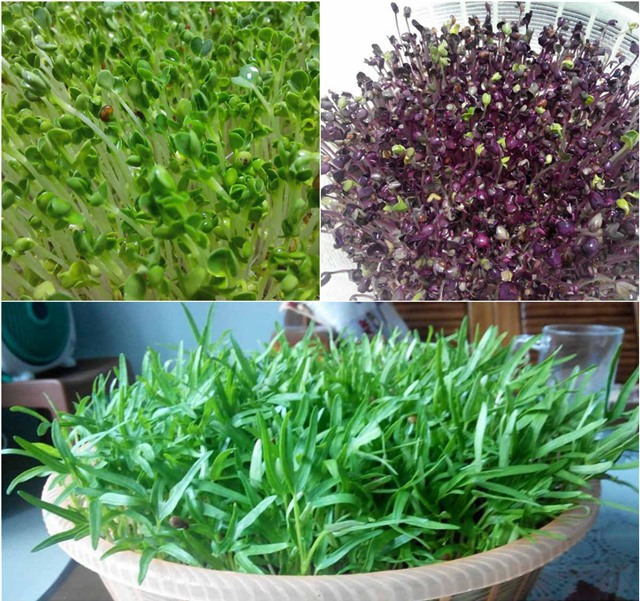 Vườn rau sân thượng của ông bố trẻ cho vợ ngắm, con xơi-5