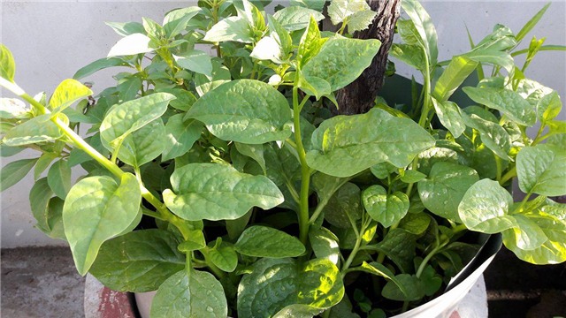 Vườn rau sân thượng của ông bố trẻ cho vợ ngắm, con xơi-6