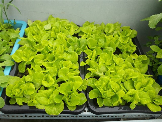 Vườn rau sân thượng của ông bố trẻ cho vợ ngắm, con xơi-7