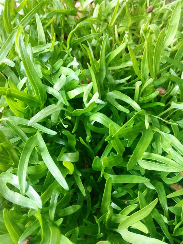 Vườn rau sân thượng của ông bố trẻ cho vợ ngắm, con xơi-20