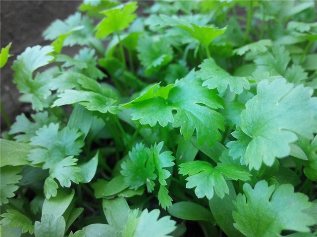 Vườn rau sân thượng của ông bố trẻ cho vợ ngắm, con xơi-21