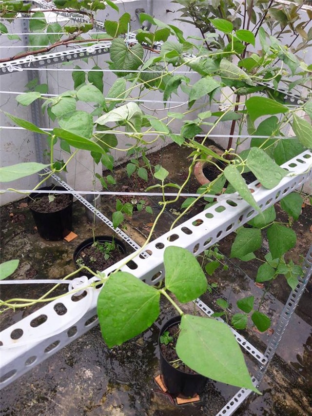 Vườn rau sân thượng của ông bố trẻ cho vợ ngắm, con xơi-23