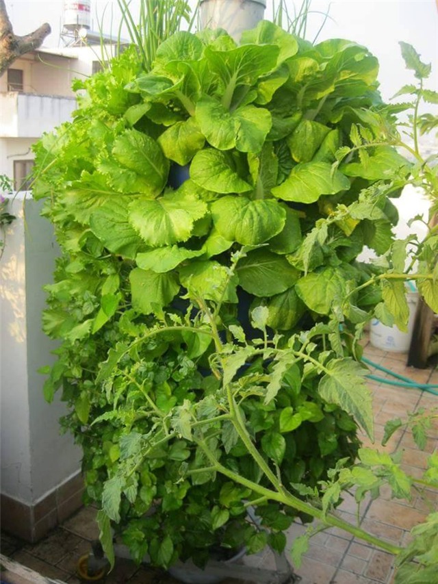 Vườn rau sân thượng của ông bố trẻ cho vợ ngắm, con xơi-25