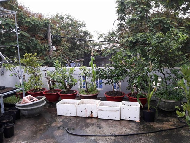 Vườn rau sân thượng của ông bố trẻ cho vợ ngắm, con xơi-26