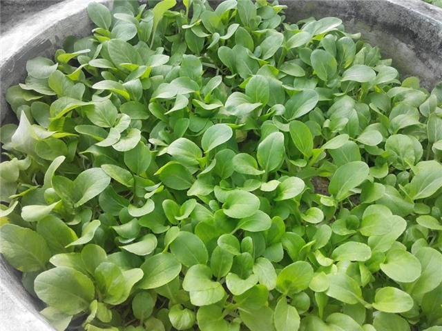 Vườn rau sân thượng của ông bố trẻ cho vợ ngắm, con xơi-27