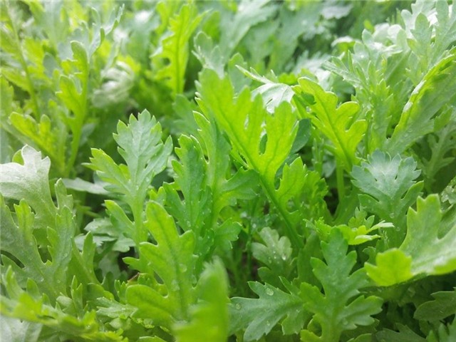 Vườn rau sân thượng của ông bố trẻ cho vợ ngắm, con xơi-28