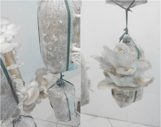 Vườn rau sân thượng của ông bố trẻ cho vợ ngắm, con xơi-30