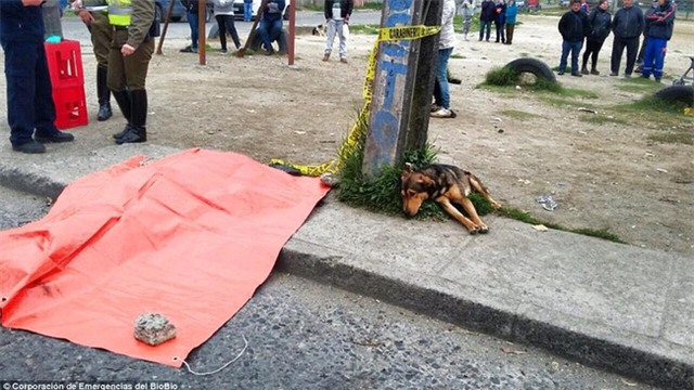 Hình ảnh chú chó nằm bên chủ qua đời vì tai nạn khiến hàng triệu người bật khóc - Ảnh 1.