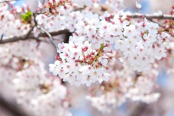 Quang cảnh tuyệt đẹp ở các địa điểm ngắm hoa anh đào tại Hàn Quốc 4