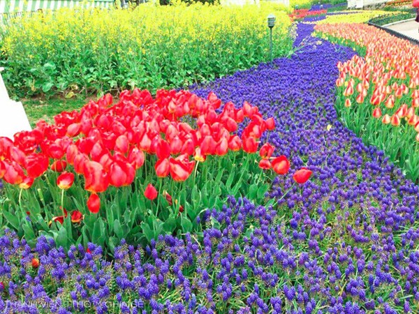 tulip