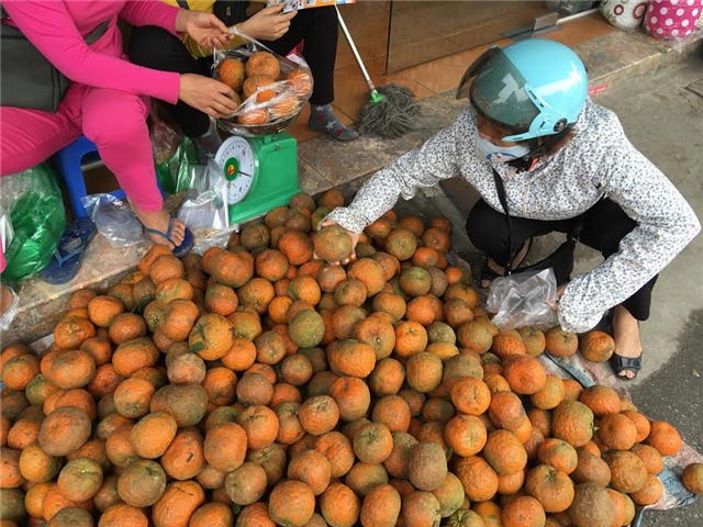 Cam hà giang, cam tuyên quang, cam sành hà giang, cách bảo quản cam, bảo quản theo cách truyền thống, bọc ni lông bảo quản cam