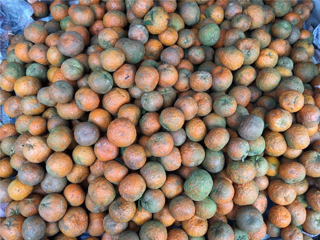 Cam hà giang, cam tuyên quang, cam sành hà giang, cách bảo quản cam, bảo quản theo cách truyền thống, bọc ni lông bảo quản cam