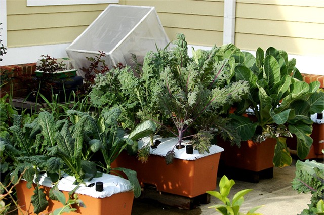 trồng rau, trồng rau ở ban công, trồng rau trên sân thượng, tự trồng rau ở nhà, trồng rau trong thùng xốp